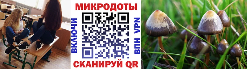 Псилоцибиновые грибы Psilocybine cubensis Химки